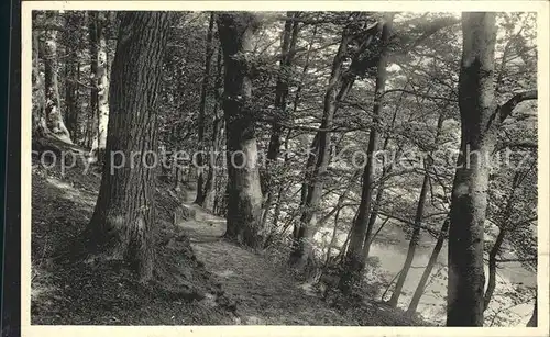 Friedrichsruh Aumuehle Waldpartie Sachsenwald Kat. Aumuehle