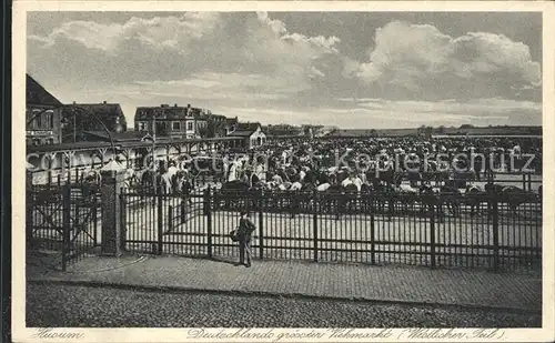 Husum Nordfriesland Viehmarkt / Husum /Nordfriesland LKR