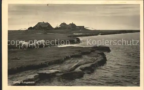 Hallig Langeness Schafe Kat. Langeness