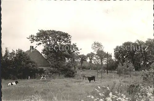 Eiderstedt Wiese Kuehe Kat. Toenning