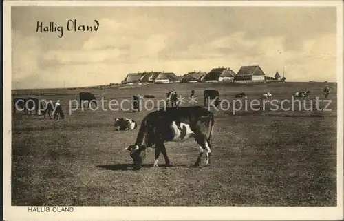 Hallig Oland Kuhweide Kat. Langeness