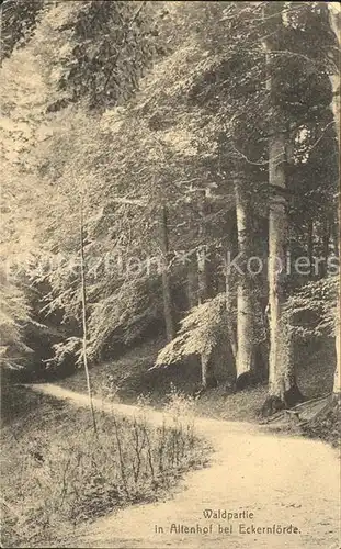 Eckernfoerde Wald Kat. Eckernfoerde