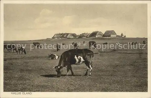 Hallig Oland Viehweide Hallighaeuser Kat. Langeness