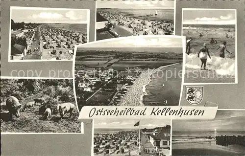 Kellenhusen Ostseebad Strandpartien Fliegeraufnahme Badevergnuegen Schweine Kat. Kellenhusen (Ostsee)