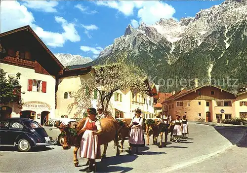 Mittenwald Bayern Almabtrieb Festschmuck Kuehe Karwendelgebirge Kat. Mittenwald