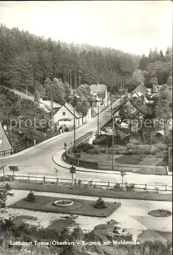 Tanne Harz Kurpark Waldstrasse Kat. Tanne Harz