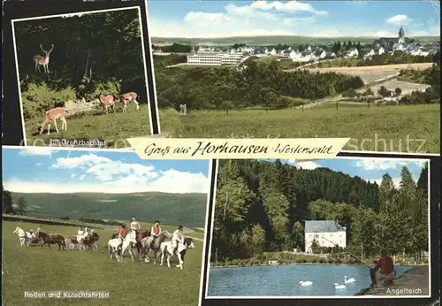 Horhausen Westerwald Reiten Kutschfahrten Kat. Horhausen (Westerwald)