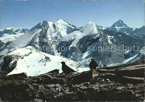 Wildstrubel Balmhorn Rinderhorn Bietschhorn Kat. Wildstrubel