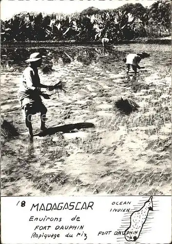 Madagascar Bauern beim Pflanzen Fort Dauphin Kat. Madagascar