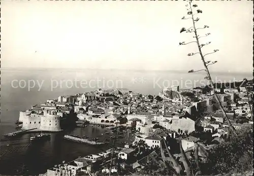 Dubrovnik Ragusa Panorama s agavom Kat. Dubrovnik