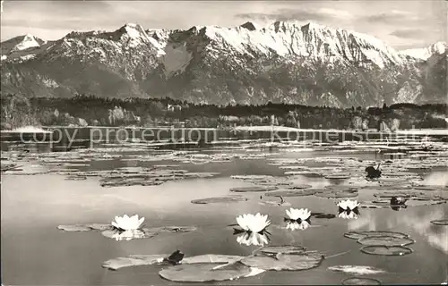 Murnau Seerosen Staffelsee Kat. Murnau a.Staffelsee