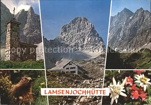 Lamsenjochhuette Naturschutzgebiet Karwendel Murmeltier Alpenflora Kat. Schwaz