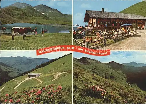 Saalbach Hinterglemm Almwirtschaft Rasthuette Hacklberger Alm Kat. Saalbach Hinterglemm