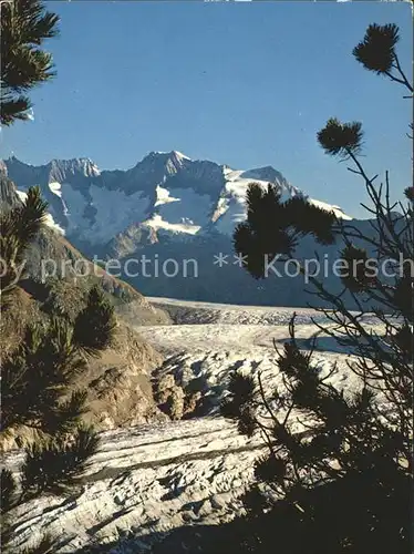 Aletschgletscher Aletschwald Schoenbuehlhorn Wannenhorn Kat. Aletsch Grosser