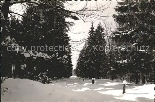 Goehrde Heide Wald Kat. Goehrde