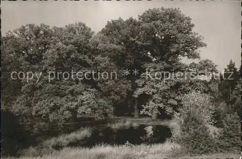 Goehrde Teich Wald Kat. Goehrde