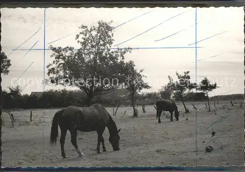 Grabow Luechow Dannenberg Pferde Kat. Luechow (Wendland)