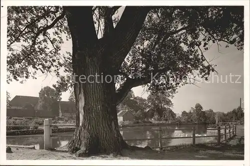 Oldenstadt Alter Baum Flusspartie Kat. Uelzen