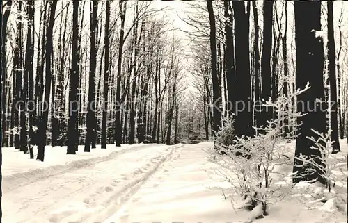 Bad Driburg Winterlicher Buchenwald Weg Iburg Kat. Bad Driburg