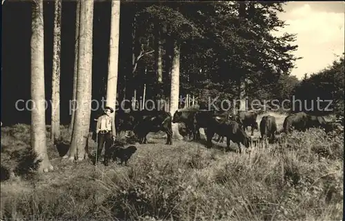 Friedrichsbrunn Harz Herde im Wald Kat. Friedrichsbrunn