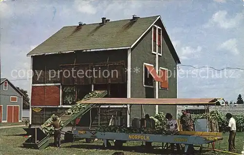 Brantford Scene in the tobacco farming areas Kat. Brantford