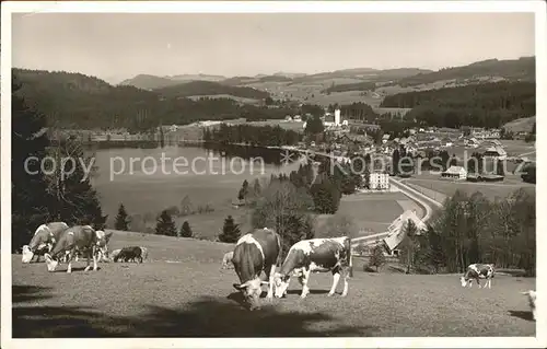 Titisee Panorama Schwarzwald Kuehe Kat. Titisee Neustadt