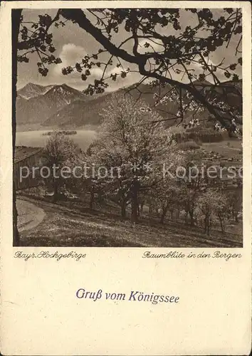 Koenigsee Berchtesgaden Baumbluete in den Bergen Bayriches Hochgebirge Kat. Berchtesgaden
