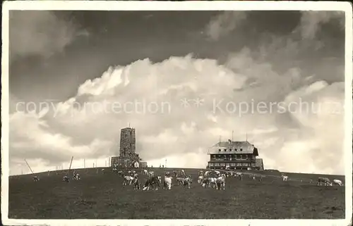 Feldberg Schwarzwald Stimmungsbild Feldbergturm Berggasthaus Kuehe Kat. Feldberg (Schwarzwald)