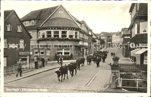 Braunlage Elbingeroder Strasse Kuhherde Kat. Braunlage Harz