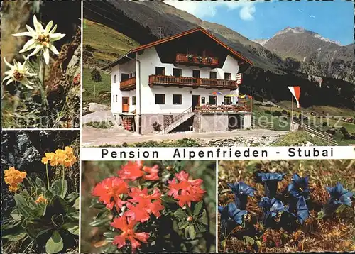Neustift Stubaital Tirol Pension Alpenfrieden Alpenflora Kat. Neustift im Stubaital