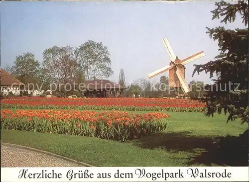 Walsrode Lueneburger Heide Volgelpark Tulpenbeet Muehle Kat. Walsrode