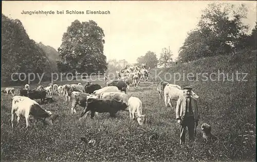 Lauterbach Hessen Jungviehherde Schloss Eisenbach Kat. Lauterbach (Hessen)