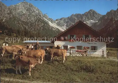 Telfs Tirol Eppzirler Alm Viehweide / Innsbruck /Innsbruck Land 