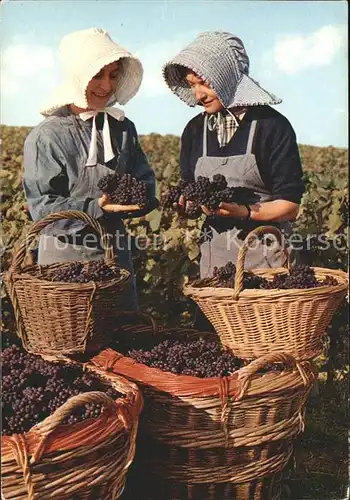 Bourgogne Marne Vendanges en Champagne Lesquels sont les plus beaux Kat. Bourgogne