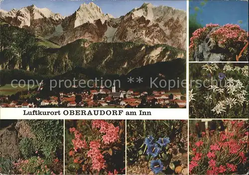 Oberaudorf Totalansicht Alpenflora Kat. Oberaudorf