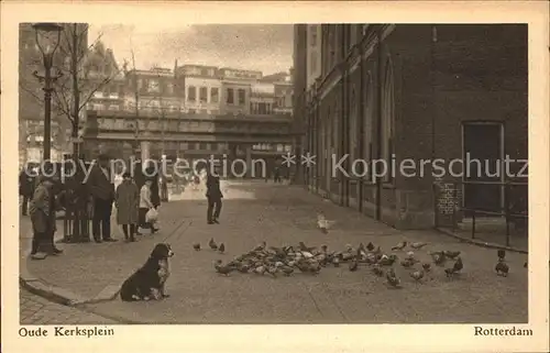 Rotterdam Oude Kerksplein Hund Tauben Kat. Rotterdam