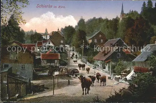 Schierke Harz Viehtrieb Kuehe / Schierke Brocken /Harz LKR