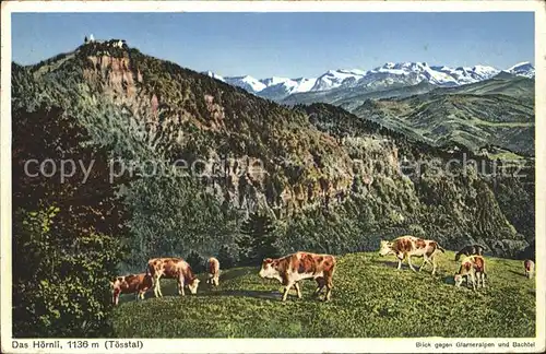 Hoernli Kulm Blick gegen Glarneralpen und Bachtel Almwiese Kuehe /  /