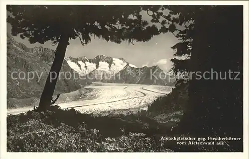 Aletschgletscher gegen Fiescherhoerner Naturschutzpark Aletschwald Walliser Alpen Kat. Aletsch Grosser