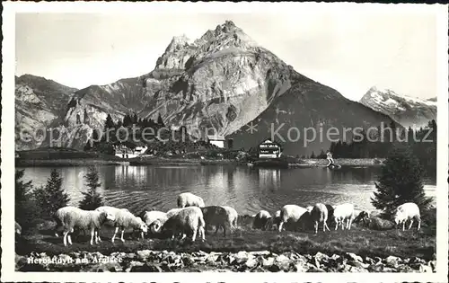 Arnisee Herbstidyll am See Schafe Kat. Amsteg