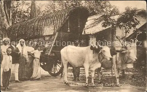 Colombo Ceylon Sri Lanka Double Bullock Cart  / Colombo /
