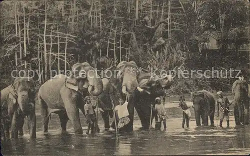 Colombo Ceylon Sri Lanka Elephant Typen / Colombo /