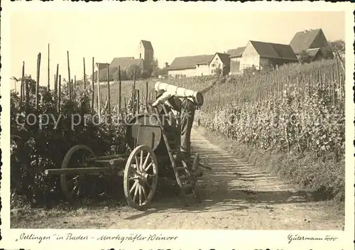 oetlingen Weil Rhein Weinlese / Weil am Rhein /Loerrach LKR