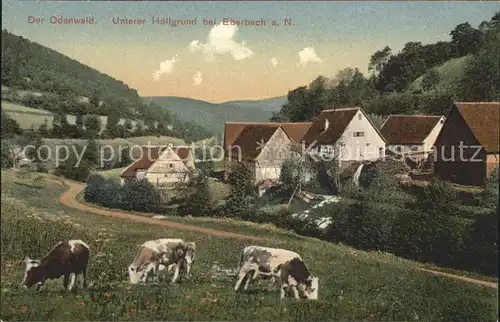 Eberbach Odenwald Unterer Hoellgrund Kuehe / Reichelsheim (Odenwald) /Odenwaldkreis LKR