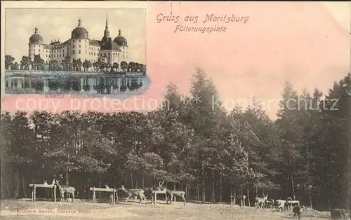 Moritzburg Sachsen Fuetterungsplatz Koenigliches Jagdschloss Kat. Moritzburg Dresden