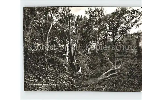 Varel Jadebusen Neuenburger Urwald Kat. Varel