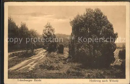 Wilsede Lueneburger Heide Heideweg Lueneburger Heide / Bispingen /Soltau-Fallingbostel LKR