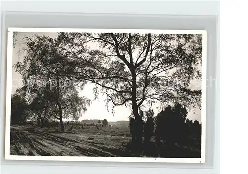 Niederhaverbeck Lueneburger Heide Landschaft Kat. Bispingen