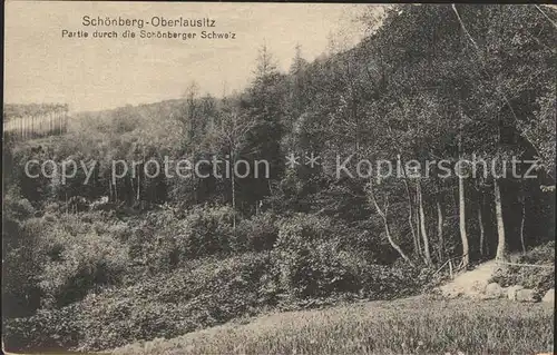 Schoenberg Oberlausitz Waldpartie Kat. Schoenberg Glauchau