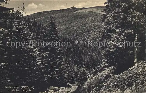 Auersberg Wildenthal Blick vom Waldweg aus Kupfertiefdruck Kat. Eibenstock
